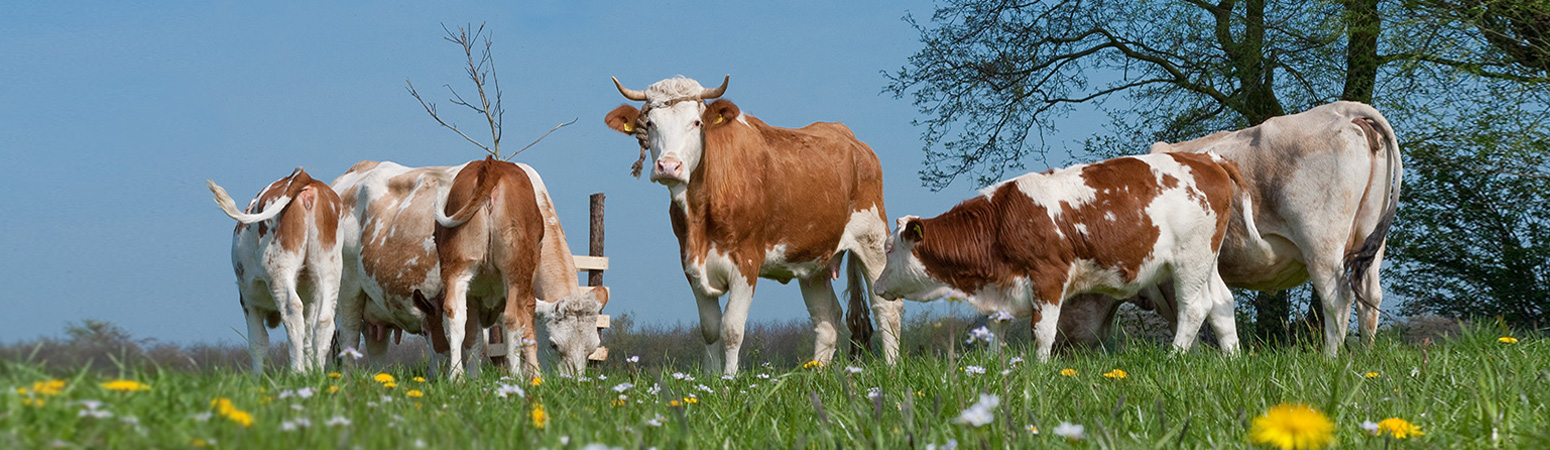 Ruminants - MSD Animal Health Middle East